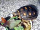 My New baby Redfoot