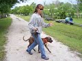 Capo the Pitt Bull Boxer mix