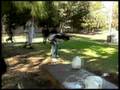 The Manteca Gallon Challenge