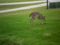 Deer Visit 3