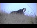 FANTASMA