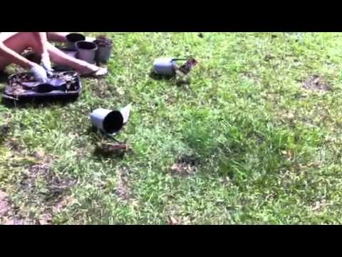 how to transplant alstroemeria
