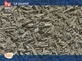 Une nouvelle vie pour la culture du chanvre ?