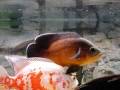 Oscar Fish