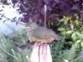 videos de Pajarito confianzudo en la UNLaM