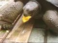 Aldabra bitting finger Aldabra bitting finger