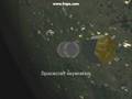 Apophis Rendezvous and Tagger mission animation