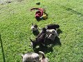 Xera & Sarge Puppies - 3 weeks