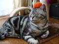 何か乗ってますよ～猫(=^・^=)　A insensitivity　cat？