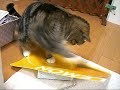 Scottish Fold Desperate Maru