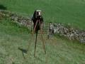 videos de Vacas: Esto es importante!