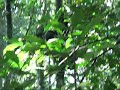 Chimp & Gorilla tracking in Uganda Chimp & Gorilla tracking in Uganda
