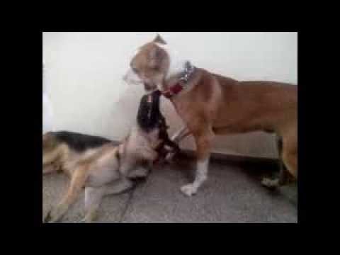 pakistani mastiff