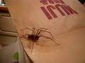 Big Spider In Jenna's Kitchen