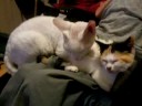 Caz & Doyz Caz & Doyz