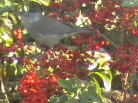 0 Un paseo por el Jardín Inglés en Munich