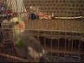 cockatiel and parakeets'play