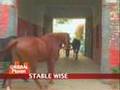 Stable wise: Farmers rear horses for livelihood