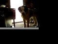 My Dog with a PBJ Jar