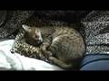 Bengal Cat doesn't like my guitar