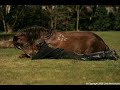 aos cavalos: obrigada!