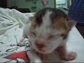 かわいい猫動画