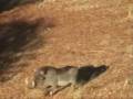 videos de Warthog hunting.wmv