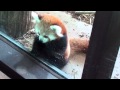 Baby Red Panda - YouTube