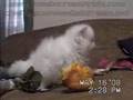 Clyd-A-Scope Persians kittens update 5-16-08 part 2