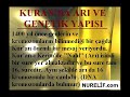 K-ra-ARABESK-G-NLER-