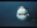 sharks-and-rocks-salad-credence.html
