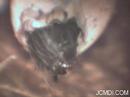 Saturnia albofasciata egg hatches under microscope