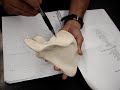 Humananatomy361 Scapula