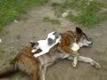 Funny- pisica face masaj la caine