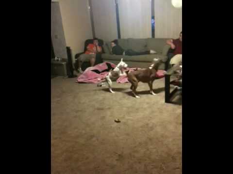 Boxer chases balloon