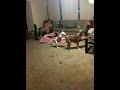 Boxer spins and such to chase it ... boxer Balloon Chase 