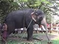 Thrissur Pooram 1 Thrissur Pooram 1