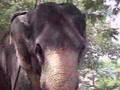 Thrissur Pooram 1