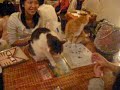 smart cat2