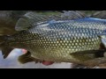 Australian Bass - which Balista lures to use Australian Bass - which Balista lures to use