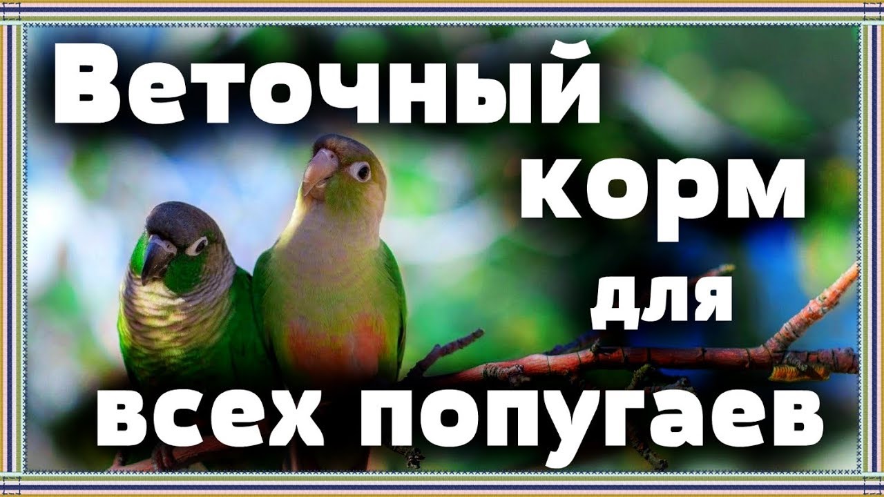 Почему ВЕТОЧНЫЙ корм для попугая - ВАЖНАЯ часть ежедневного рациона. Веточки-погрызушки для попугая.