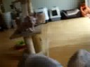 Crazy little monkeys! Crazy little monkeys!