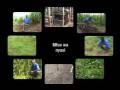 Sustainable Agriculture (Part 2) - African film about farming for the environment