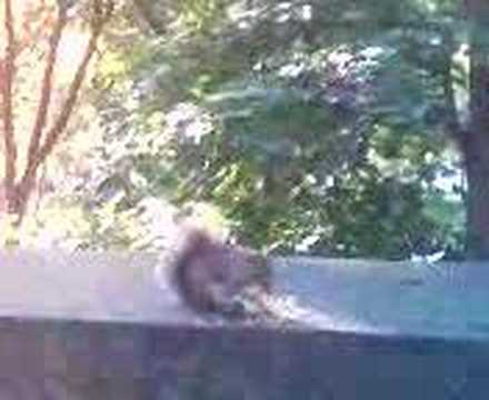 Secret Life of The Squirrel