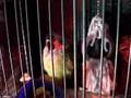 Nina the Nanday Conure