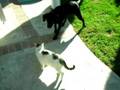 Roxie and Ellie playing