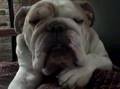 Kwyjibo The Bulldog