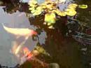 The Koi, Finally Summer! The Koi, Finally Summer!