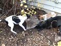 Digging for Varmits