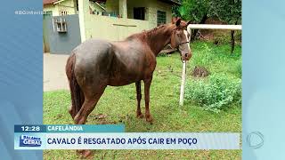 Cafelândia: Cavalo é resgatado após cair no poço